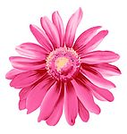 瓷器花纹