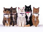 非常可爱猫