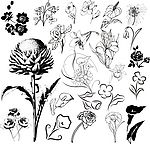 黑白 花卉 装饰 矢量图