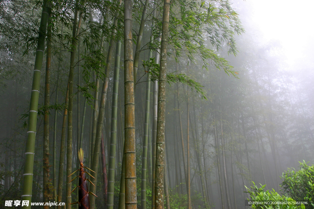 凤凰山乌岽竹林