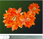 精致莲花