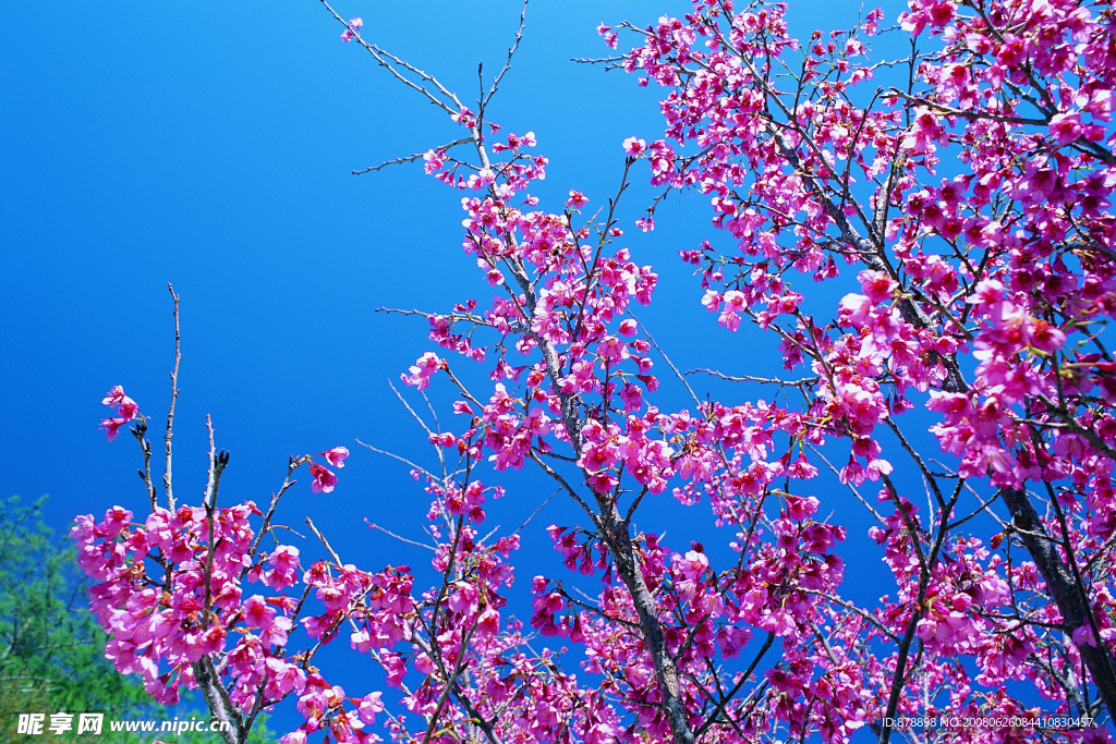 桃花