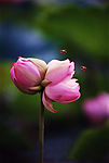 莲花