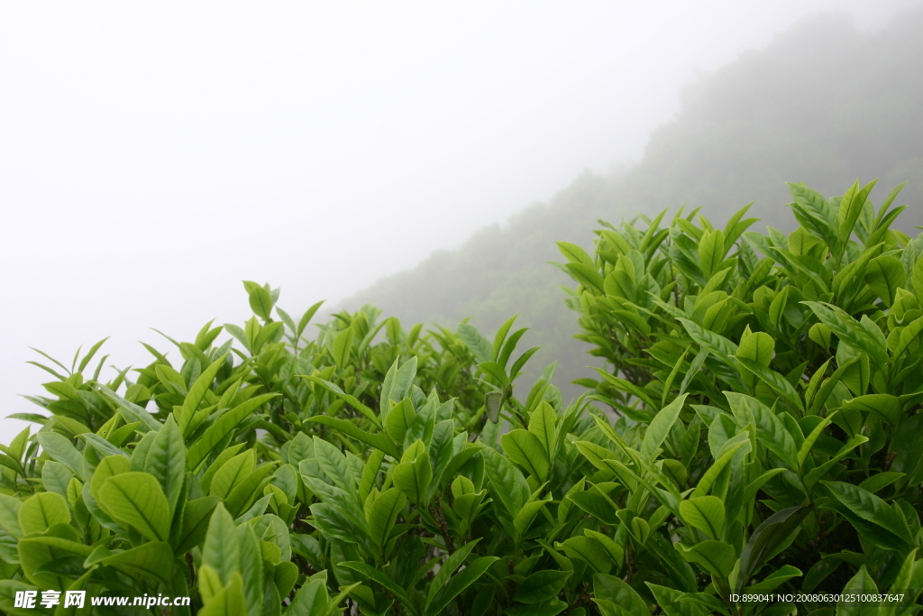 凤凰高山云雾茶