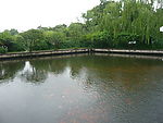 观鱼游