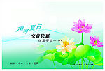 荷花  清凉一夏