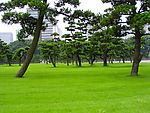 城市森林
