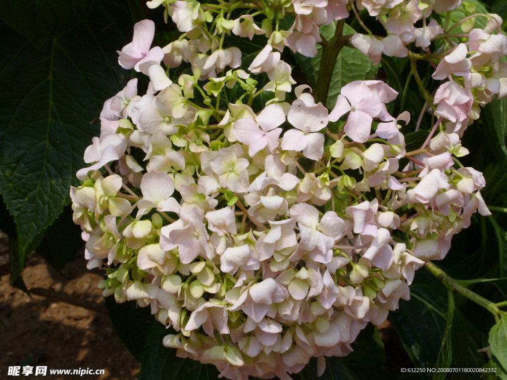 鲜花
