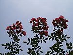 仰拍鲜花