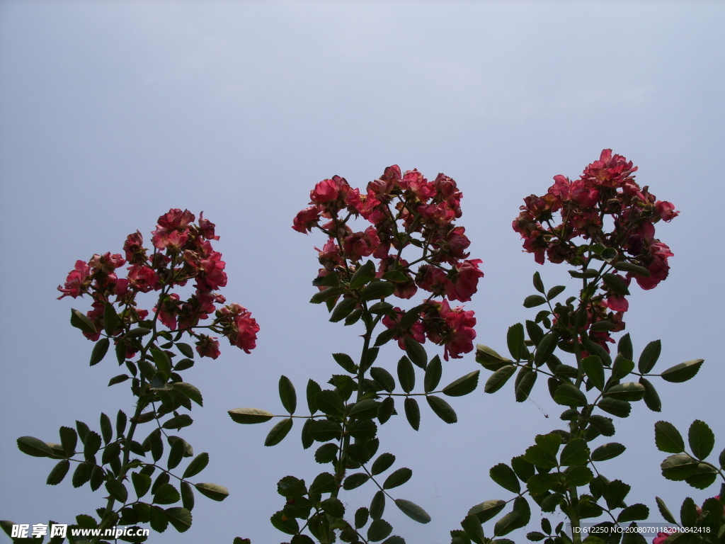 仰拍鲜花