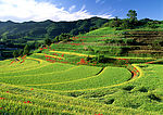 大幅梯田自然风景