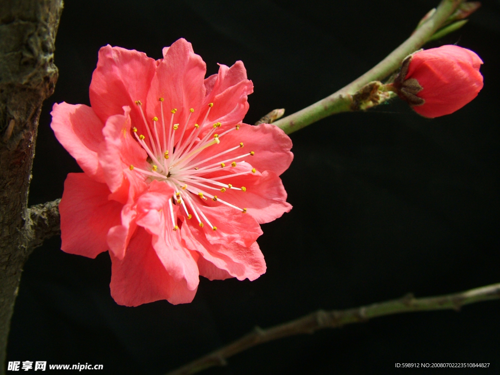 桃花