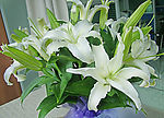百合花