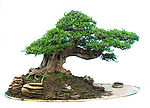 盆景（PSD）