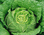 大白菜
