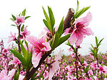三月桃花