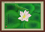 荷花系列二(清水芙蓉)