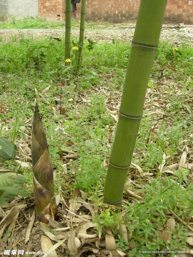 田园风光