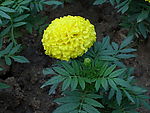 孤芳自赏