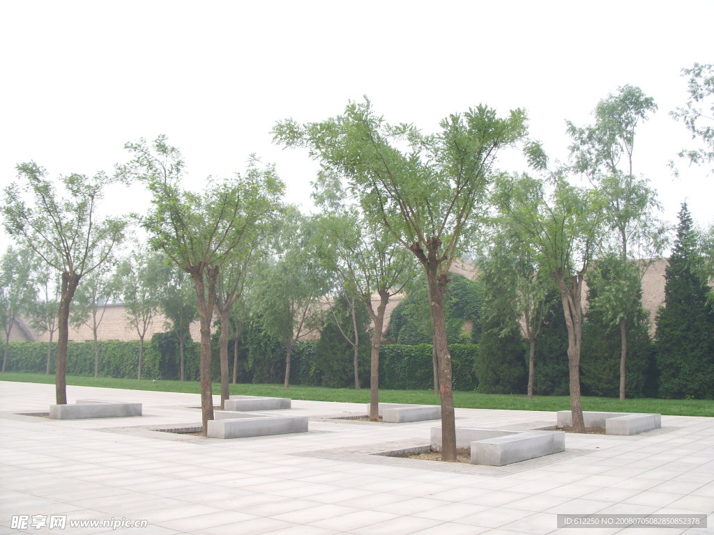 绿树