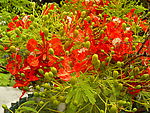 凤凰花蕾