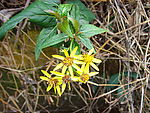 生物世界  花草  野花