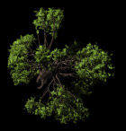 高质量鸟瞰商业素材植物001