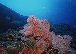 海底生物