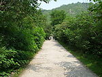 绿荫小路