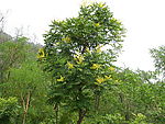 绿树黄花