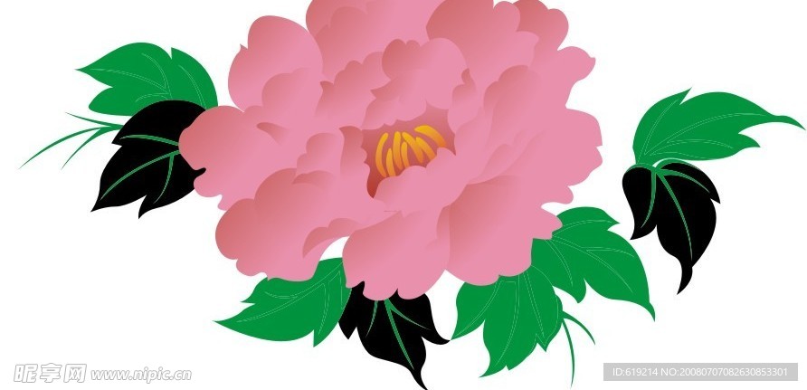 花类  牡丹  花
