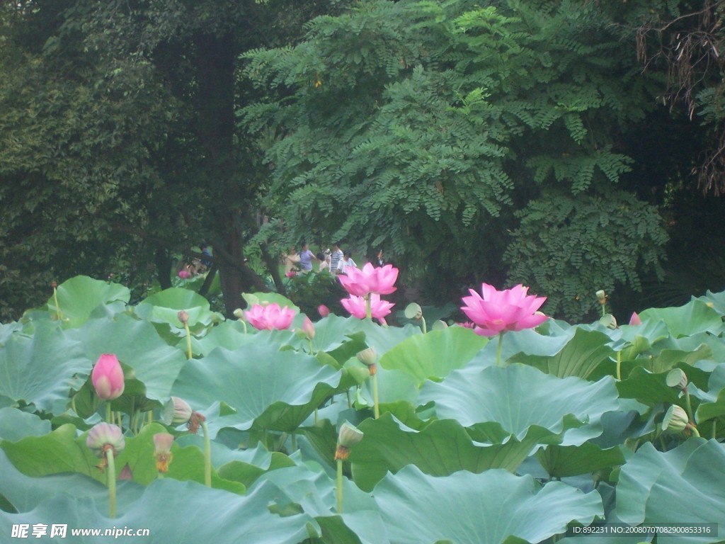 荷花