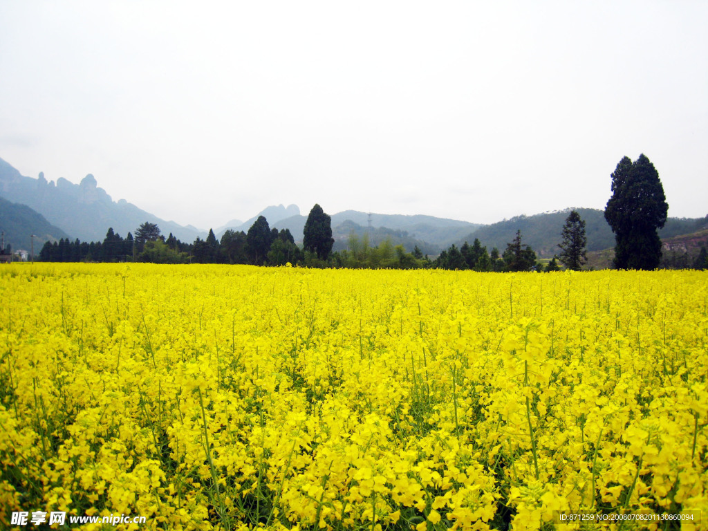 油菜花