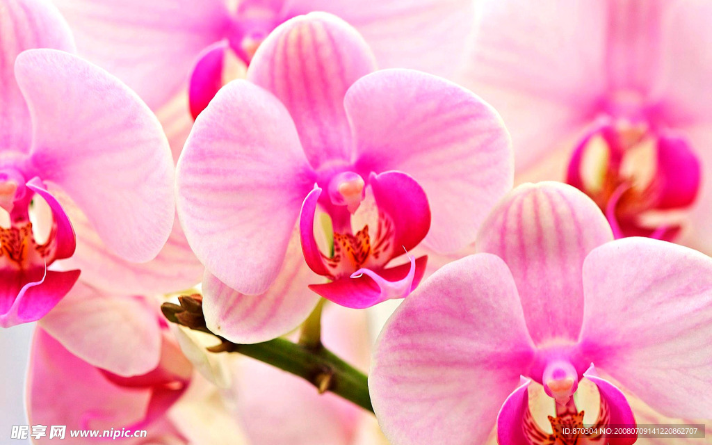 美丽的花