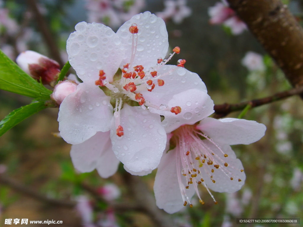 桃花带雨