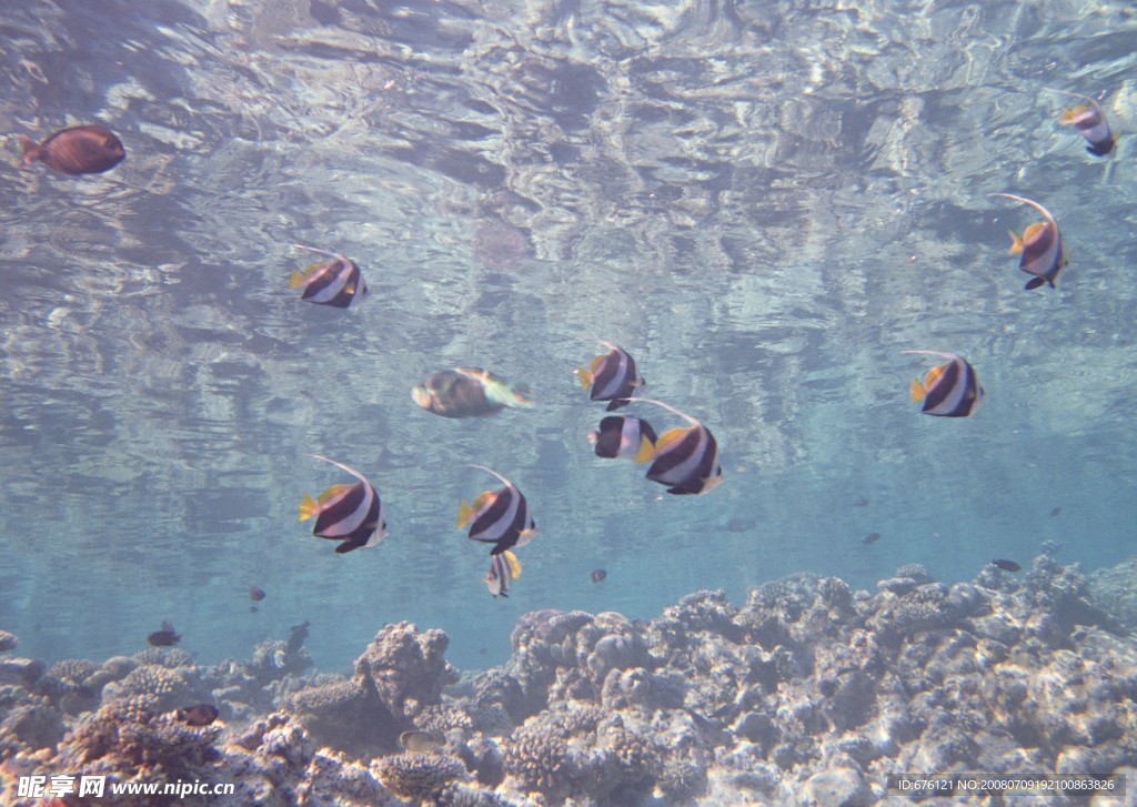 海底生物
