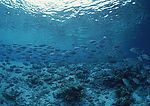 海底生物 海底世界