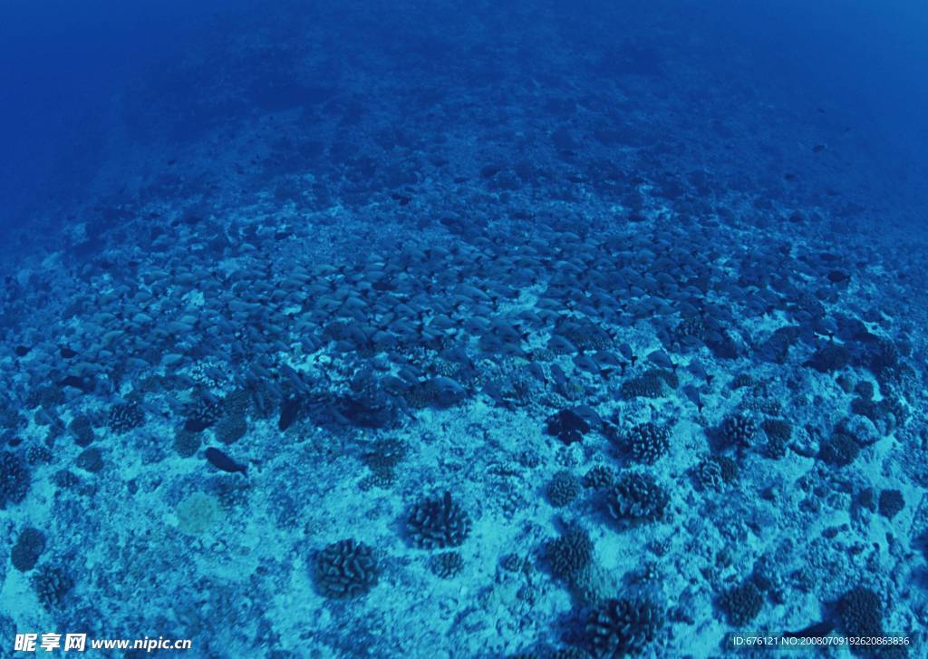海底生物