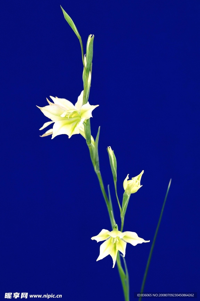 兰花