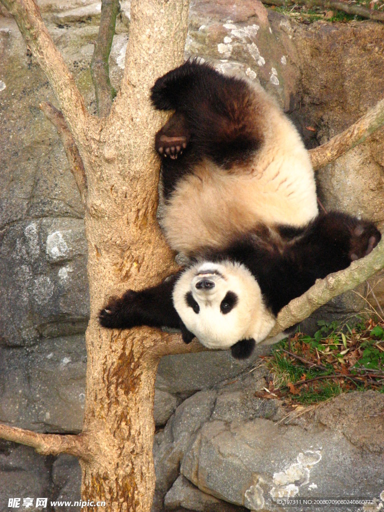 倒吊在树上的熊猫