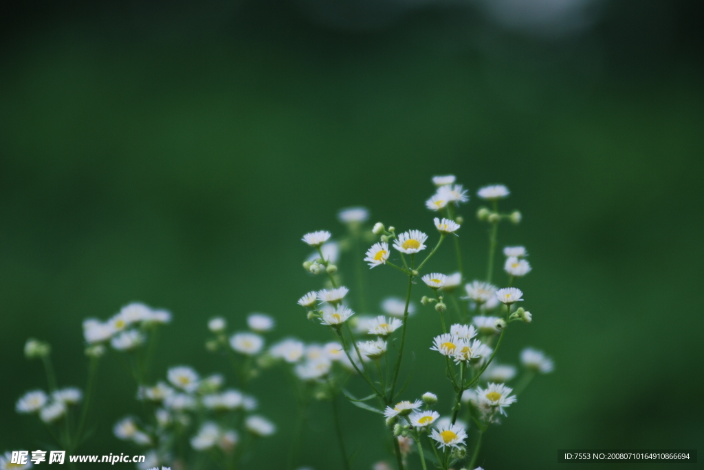 野菊花