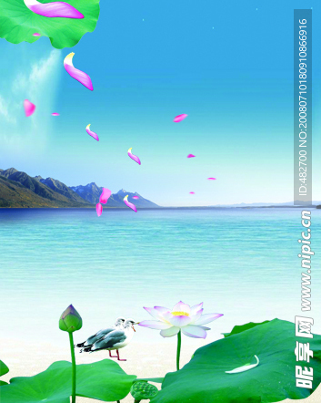 荷花大海