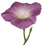 牵牛花