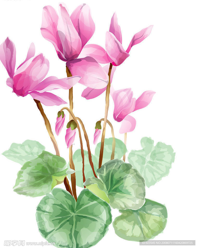 幽雅的仙客来花矢量素材