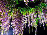 紫藤花