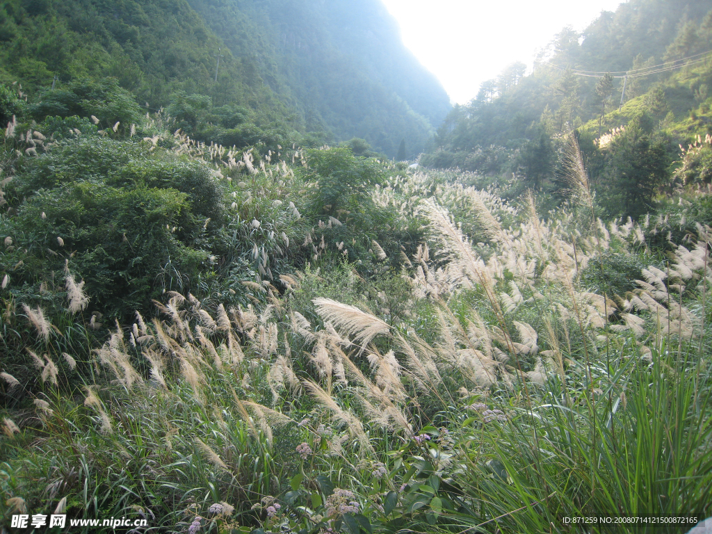 山谷里的芦苇