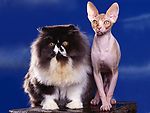 肥猫瘦猫