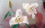 露水与百合花