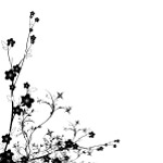 黑白花
