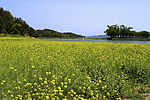 油菜花